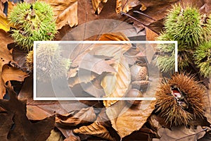 Maple autumn leaves foliage top view of creative layout made out