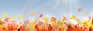 Maple autumn leaves frame background