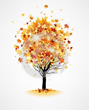 Maple autumn tree