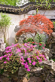 Maple and Azalea in the Yu Yuan