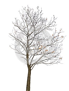 Maple bare tree isolated ob white