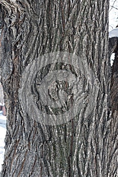 Maple Bark texture