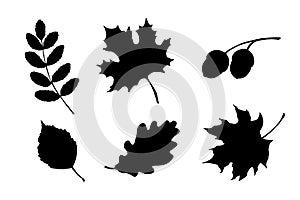 Maple, birch tree and oak leaves silhouette. Hand drawn fall illustrations set