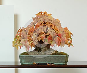 Maple bonsai in fall color