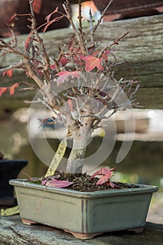 Maple bonsai in a green house