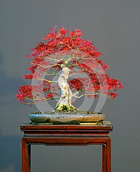 Maple bonsai in spring