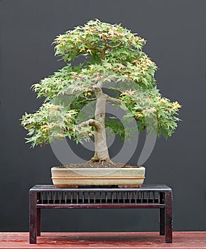 Maple bonsai in summer