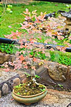 Maple bonsai tree