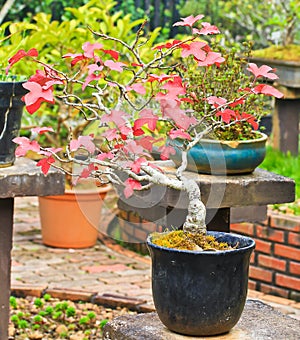 Maple bonsai tree