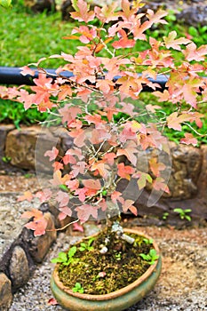 Maple bonsai tree