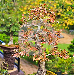 Maple bonsai tree