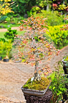 Maple bonsai tree