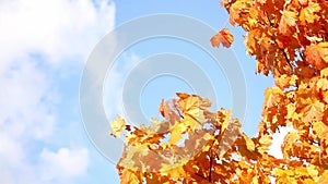 Maple branch with autumn leaves thrill on the wind