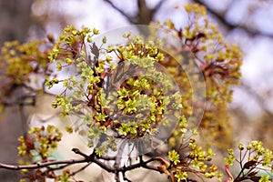 Maple the branch blossoming in the spring with young red  leaves against the blurring background in sunny day.