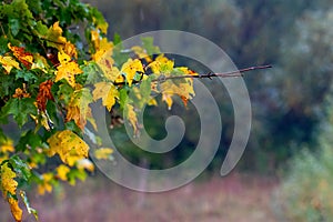 Maple branch with colorful autumn leaves on a rainy day