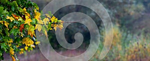 Maple branch with colorful autumn leaves in rainy weather on a blurred background, panorama. Autumn background