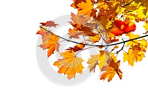 Maple branch with fall leaves