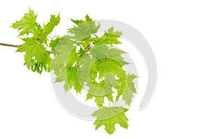 Maple branch with fresh, young green leaves isolated