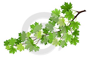 Maple branch with green leaves