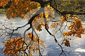 Maple branch with many leaves on a sunny autumn day