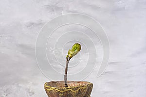 maple branch with opening buds in a bronze pot