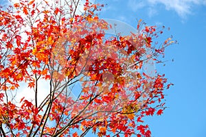 Maple branch tree on sky background in autumn season, maple leaves turn to red, sunlight in season change, Japan