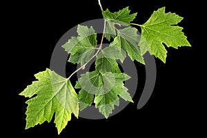 Maple branch with young green leaves, isolated on black background