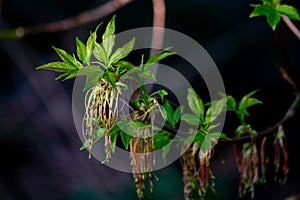 Maple branch with young leaves