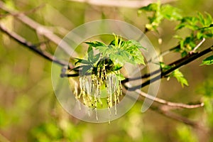 Maple branch with young leaves