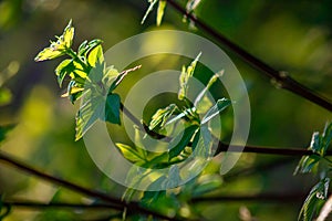 Maple branch with young leaves