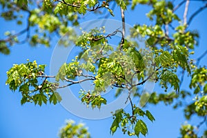 Maple branch with young leaves in early spring