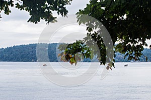 maple branches in front of calm water