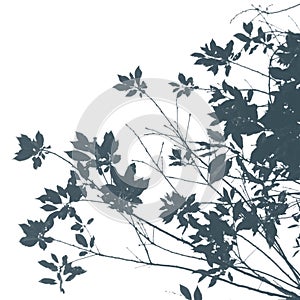 Maple branches and leaves in a concise manner on a white background for your designs