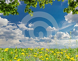 Maple branches, sky with clouds and lawn with dandelions