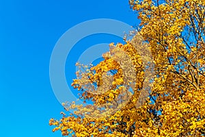 maple branches with yellow leaves against the blue sky