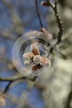 Maple Buds detail - 02