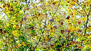 The Maple That Catches The Fall Color Early In The West Hylebos Wetlands Park, Federal Way, Washington, United States