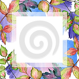 Maple colorful leaves. Leaf plant botanical garden floral foliage. Frame border ornament square.