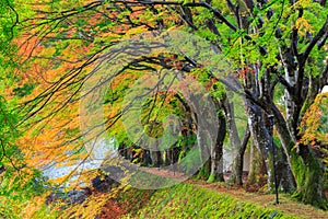 Maple corridor, Kawaguchiko lake, Japan