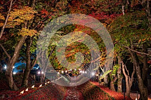 Maple corridor light up at night, maple tunnel, Kawaguchiko Lake in Autumn, Japan