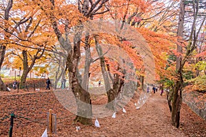 Maple corridor or Momiji Kairo