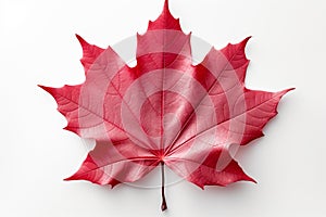 Maple elegance Red maple leaf stands out on white background