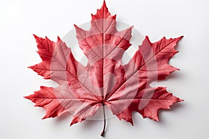 Maple elegance Red maple leaf stands out on white background