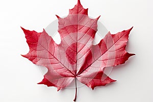 Maple elegance Red maple leaf stands out on white background