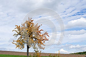 Maple tree with fallen down leaves photo