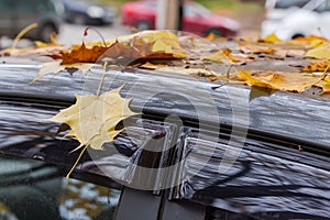 Maple fallen leaves on side door and roof of car