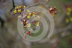 Maple flowers. Closeup. Maple branch with young leaves and flowers