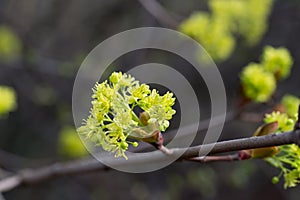 Maple flowers closeup selective focus