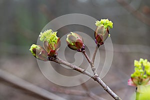 Maple flowers closeup selective focus