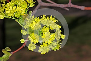 Maple flowers in spring